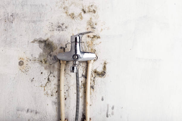 Best Emergency Mold Removal  in Linden, CA