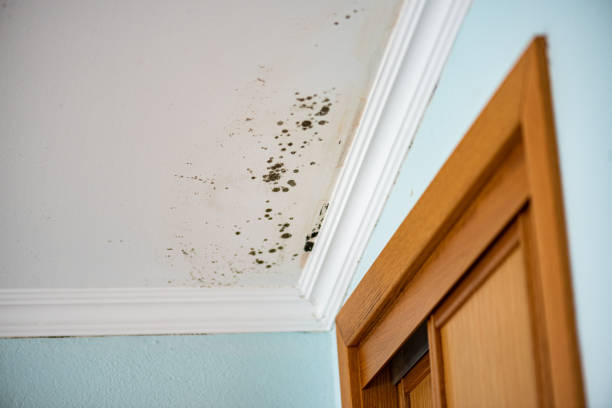 Best Mold Removal Near Me  in Linden, CA
