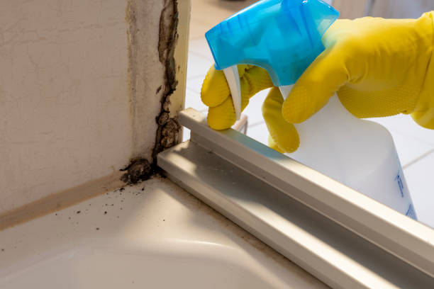 Best Mold Damage Repair  in Linden, CA