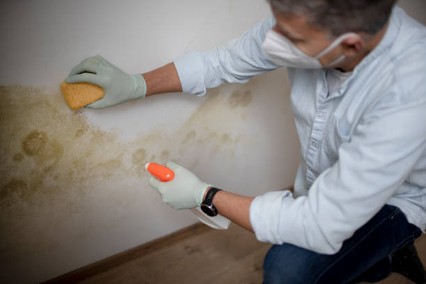 Best Same-Day Mold Removal  in Linden, CA