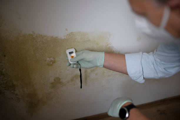 Best Local Mold Removal Service  in Linden, CA