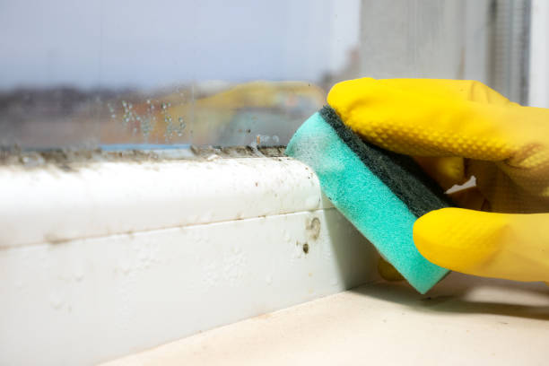 Best Office Mold Removal Services  in Linden, CA