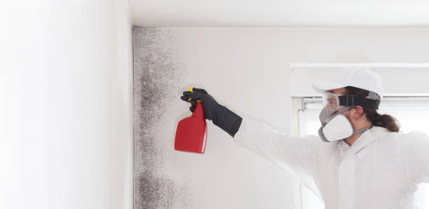 Best Black Mold Removal  in Linden, CA