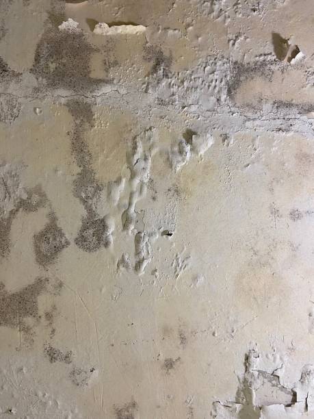 Best Mold Cleaning Services  in Linden, CA