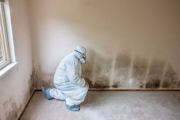 Mold Removal and Inspection in Linden, CA