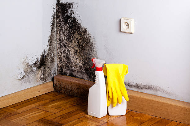 Best Affordable Mold Removal  in Linden, CA
