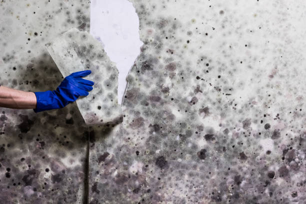 Best Mold Damage Repair  in Linden, CA