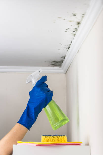 Best Mold Removal Company Near Me  in Linden, CA
